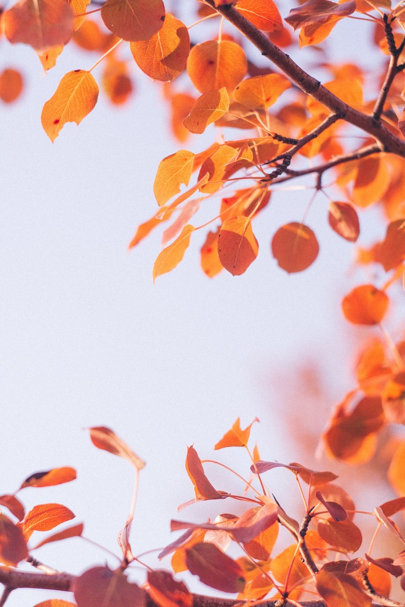 Фото - Unsplash.com
