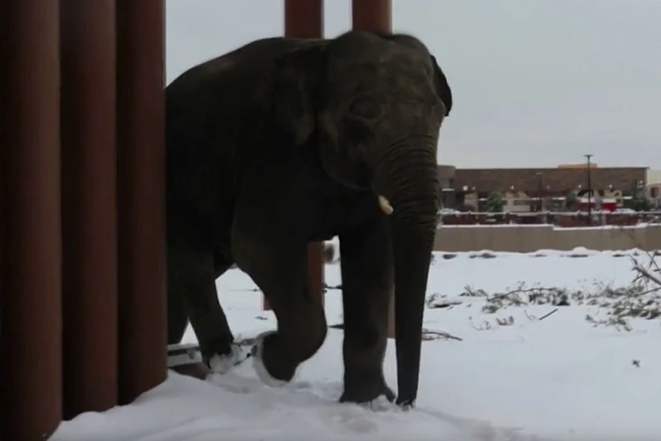 Слон с удивлением наблюдал за изменениями погоды. Фото: скриншот с видео ТК-канала казанского зооботсада.