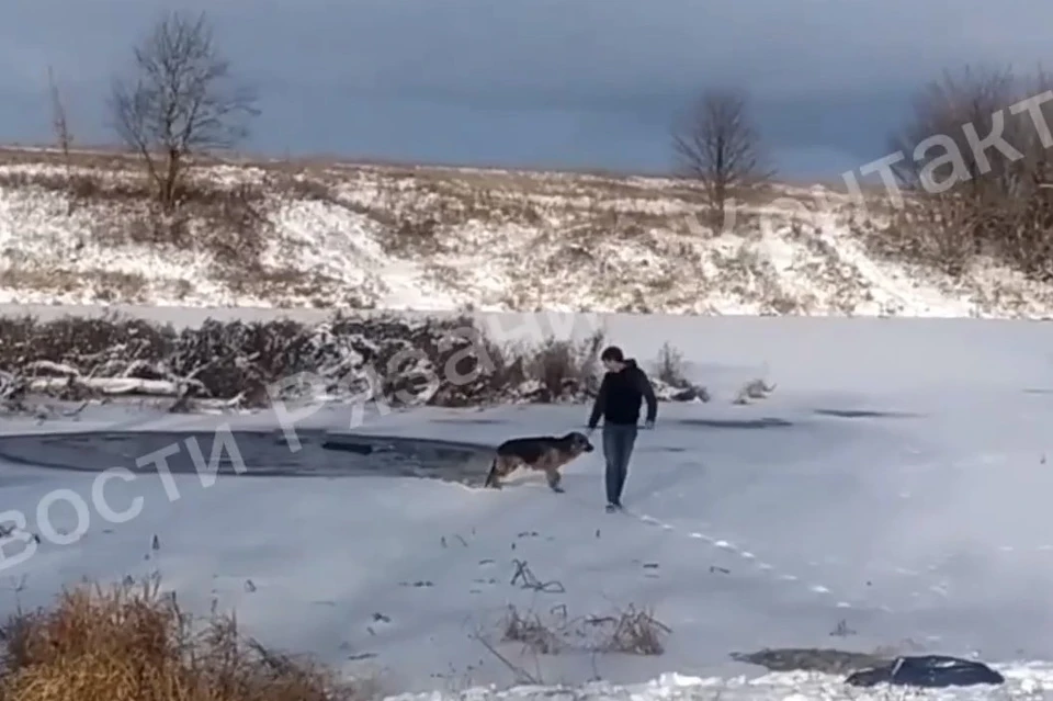 Рязанец спас провалившуюся под лед собаку.