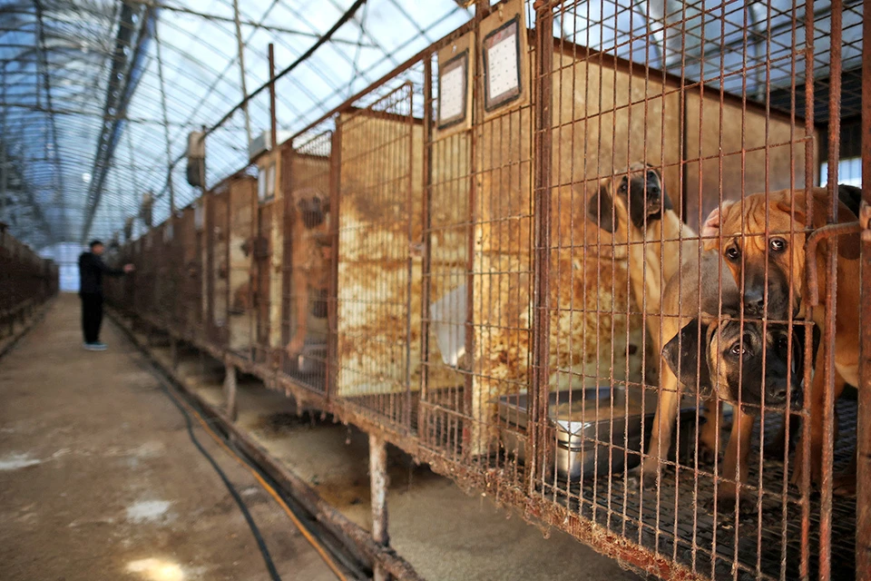 В Корее хотят запретить собачьи мясные фермы.