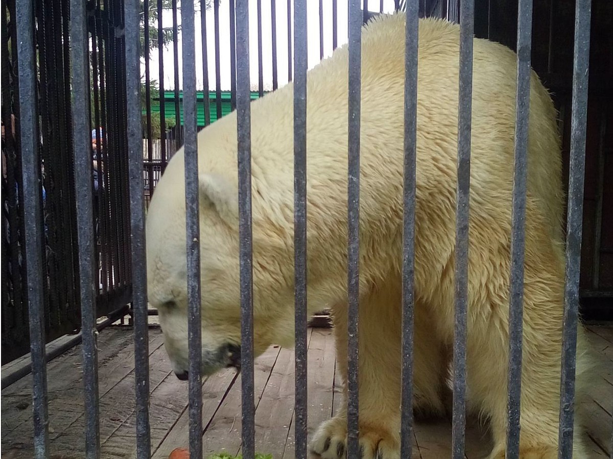 Самому взрослому белому медведю из Северского зоопарка исполнилось 32 года  - KP.RU