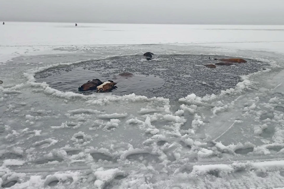 Лед под копытами животных треснул в 150 с лишним метрах от берега. Фото: администрация Озерское