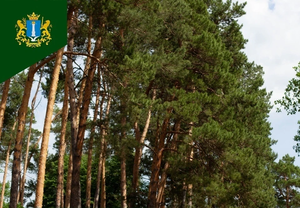 В Ульяновской области на поддержание лесных богатств региона выделят 279 млн. ФОТО: минприроды УО