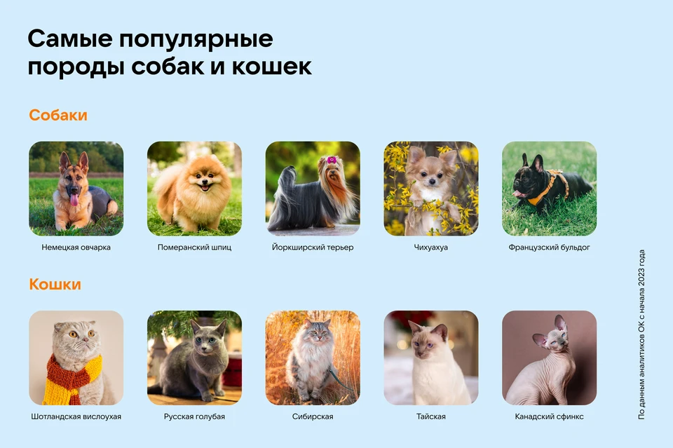 Одноклассники и «Чек Индекс» узнали, какие питомцы наиболее популярны среди россиян и сколько люди тратят на их содержание