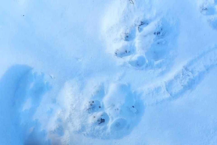 «Это уже не шутки»: тигр терроризирует жителей села Серафимовка