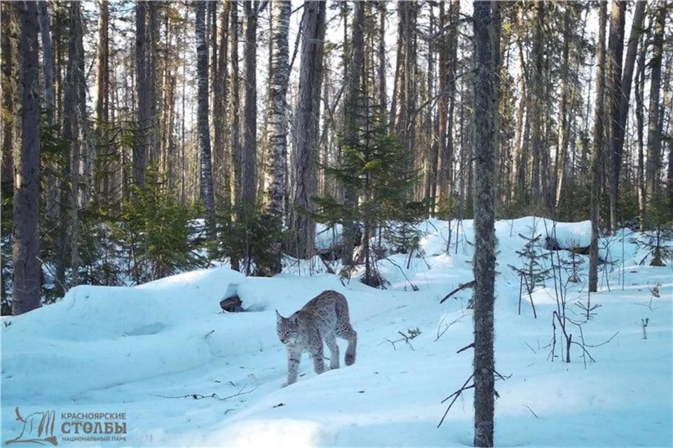 Живущие на Столбах рыси регулярно попадают в объективы фотоловушек. Фото: национальный парк "Красноярские Столбы"