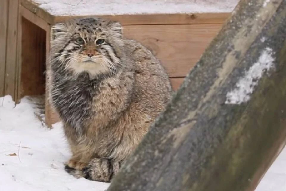 К зиме готовы! Манулы стали теперь еще круглее и милее. Фото: стоп-кадр // Анна Новикова // YouTube
