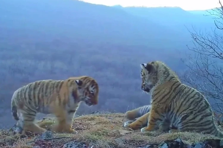 Эталон в мире тигриного материнства: будни приморской тигрицы и ее котят попали на видео