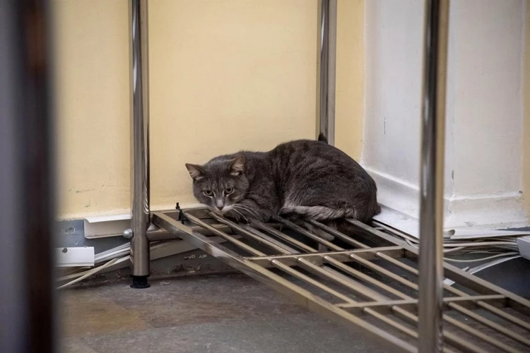 Пушистый расхититель гробниц: Уличный кот 1,5 месяца жил в Эрмитаже, пакостил в залах с шедеврами искусства и скрывался от музейщиков