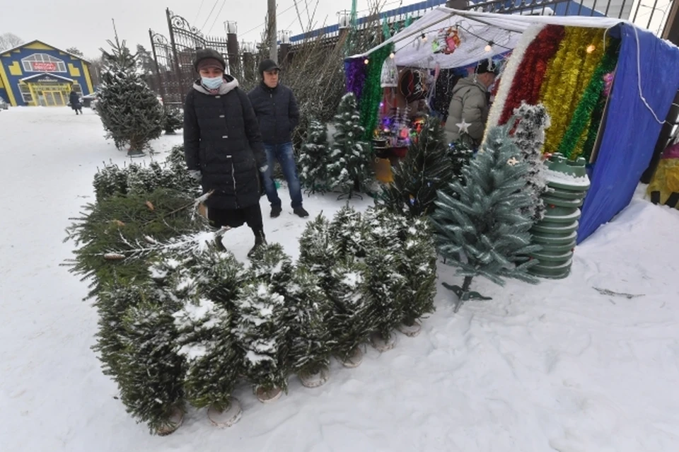 Большинство мест для легальной торговли новогодними елками в Челябинске уже определены.