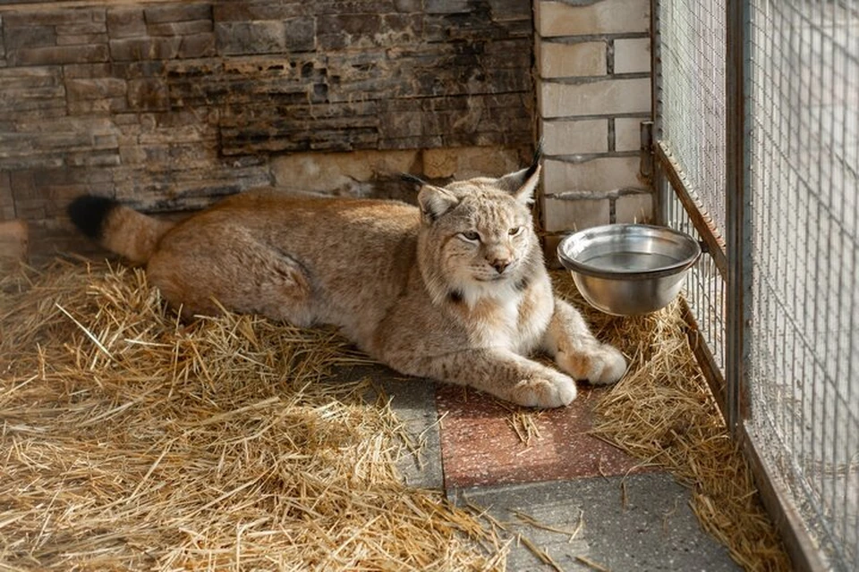 Фото: У Лукоморья | Центр реабилитации животных.