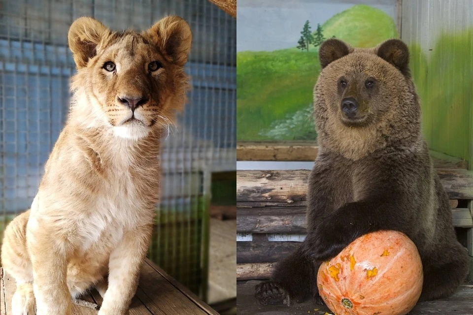 Ни львенку, ни медведю декабрьские морозы не страшны. Фото: Самарский зоопарк