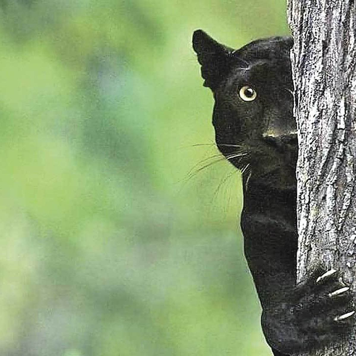 Холодные глаза прирожденного убийцы