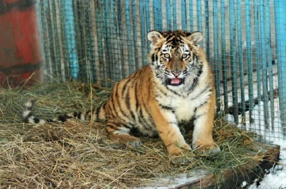 Конфликтного тигра поймали в селе Лермонтовка Хабаровского края