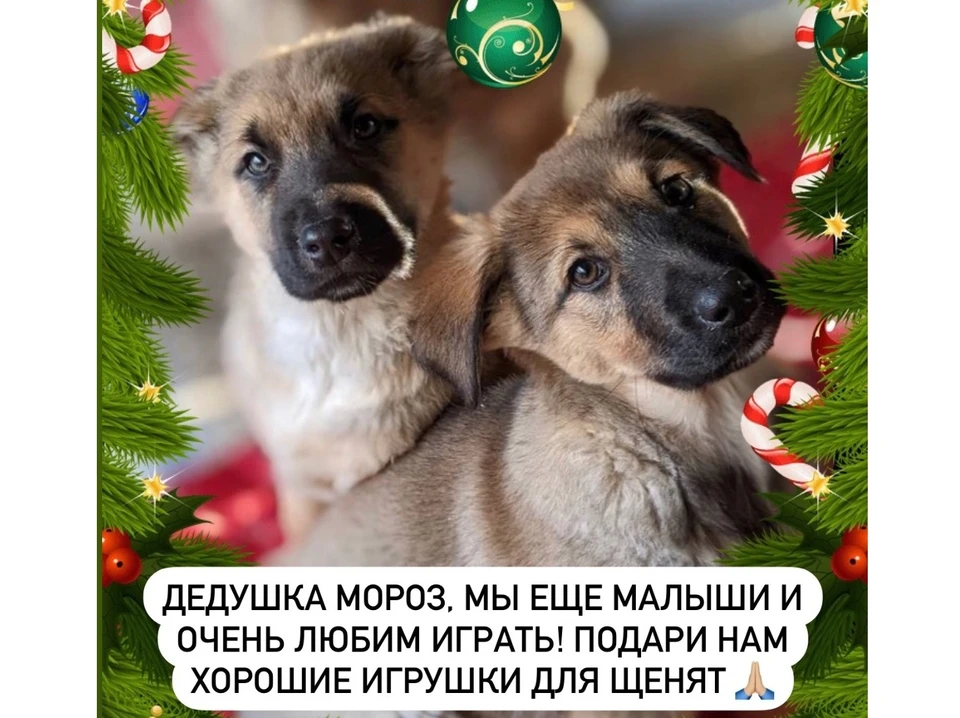 Фото группы «Зоозащита. Им нужна наша помощь! г. Псков» в соцсети «ВКонтакте»