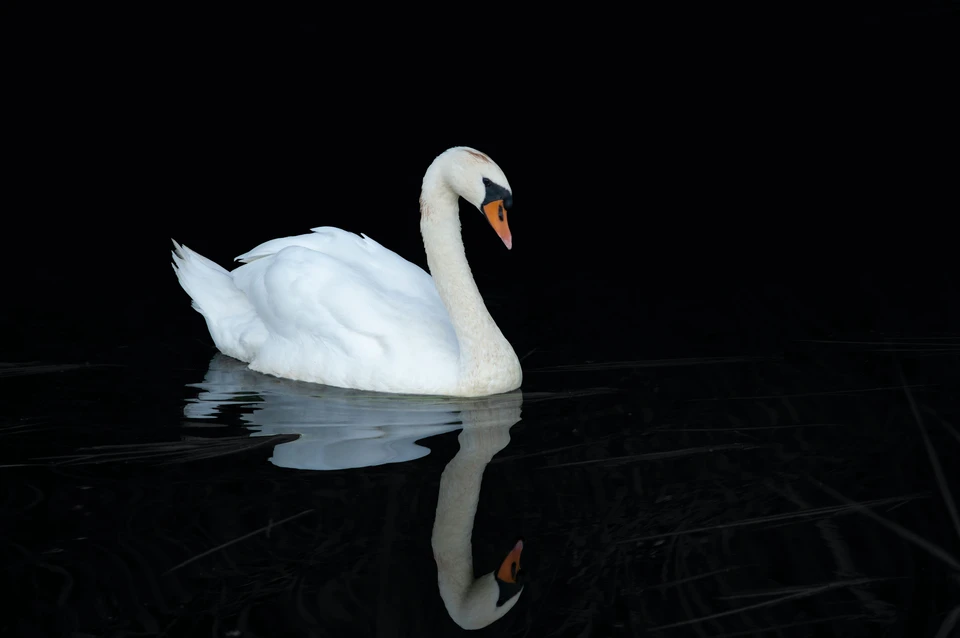 Фото - Unsplash.com