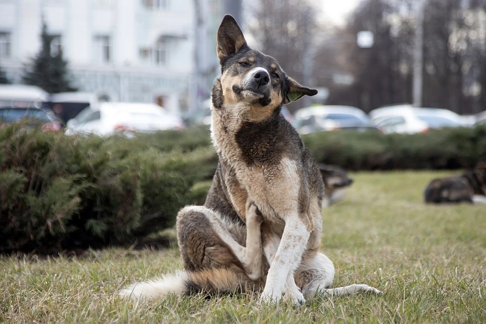 Депутаты Забайкалья поддержали эвтаназию бездомных собак - KP.RU