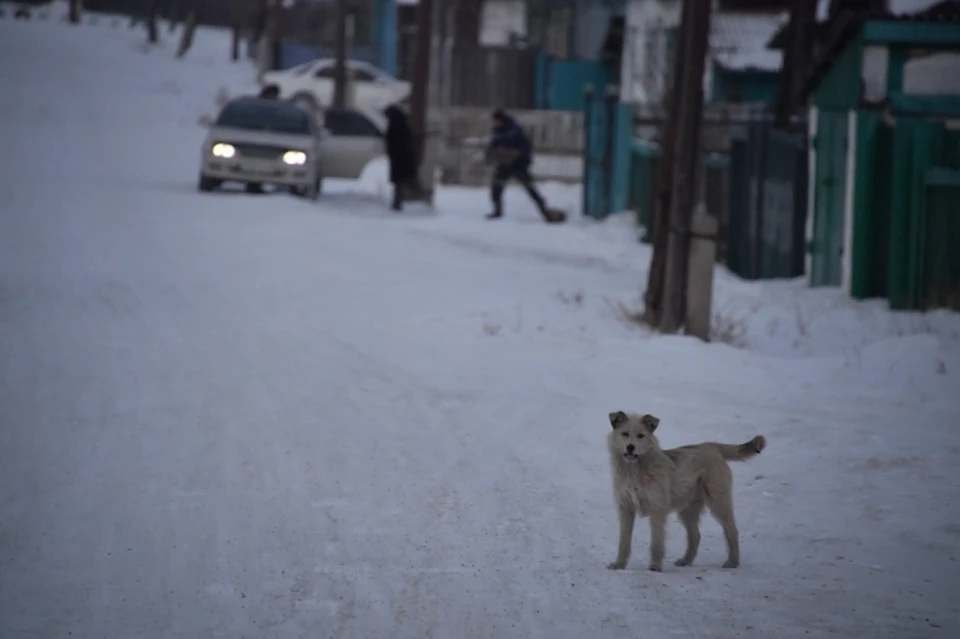 Полгода на поиски нового хозяина: в Забайкалье депутаты поддержали эвтаназию бездомных собак