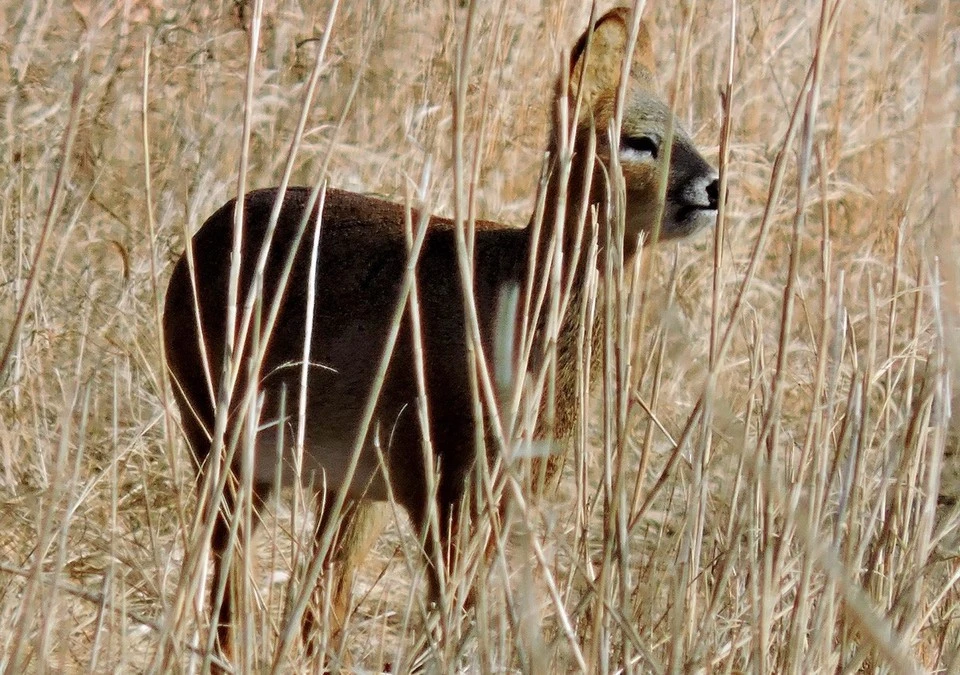 Один из представителей болотных оленей в Хасанском округе. Фото: Глеб СЕДАШ