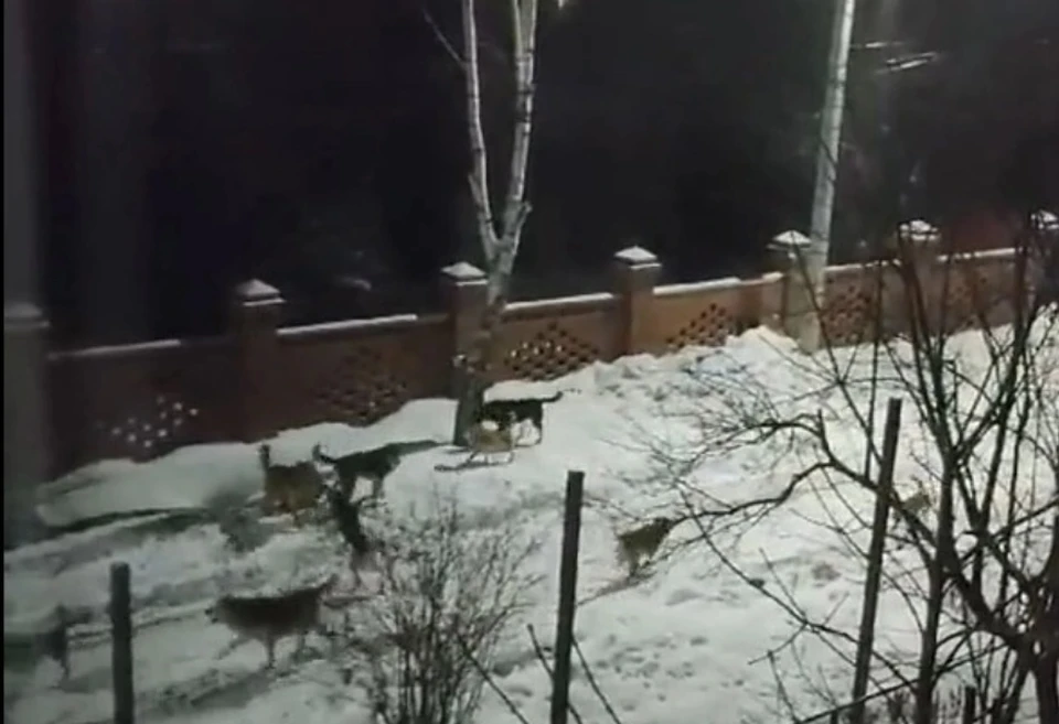 На улице Яновских отловят стаю бродячих собак
