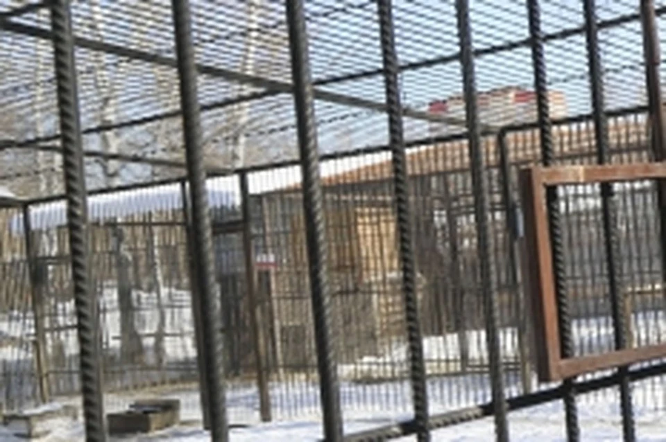 Новосибирская мэрия назвала условия получения зоопарком вомбатов