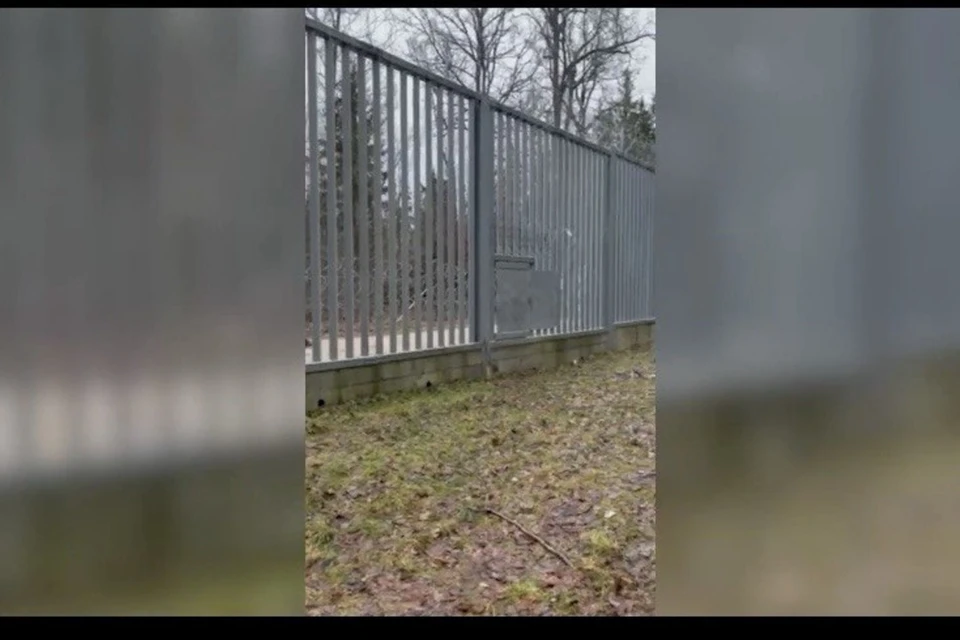В ГПК сказали, что польские силовики через калитку для животных перетащили труп беженца в Беларусь. Фото: скриншот с видео ГПК Беларуси