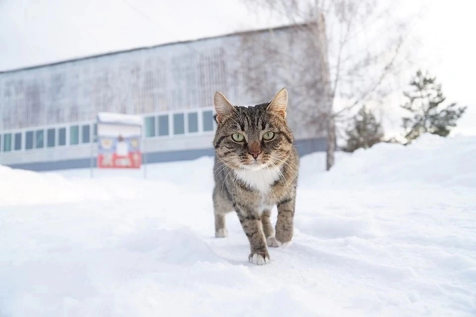Зима продолжается!