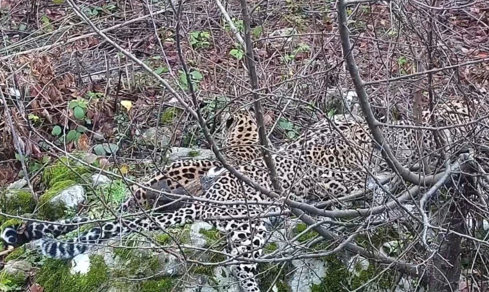 Сливаться с местностью у юных леопардов уже получается идеально.