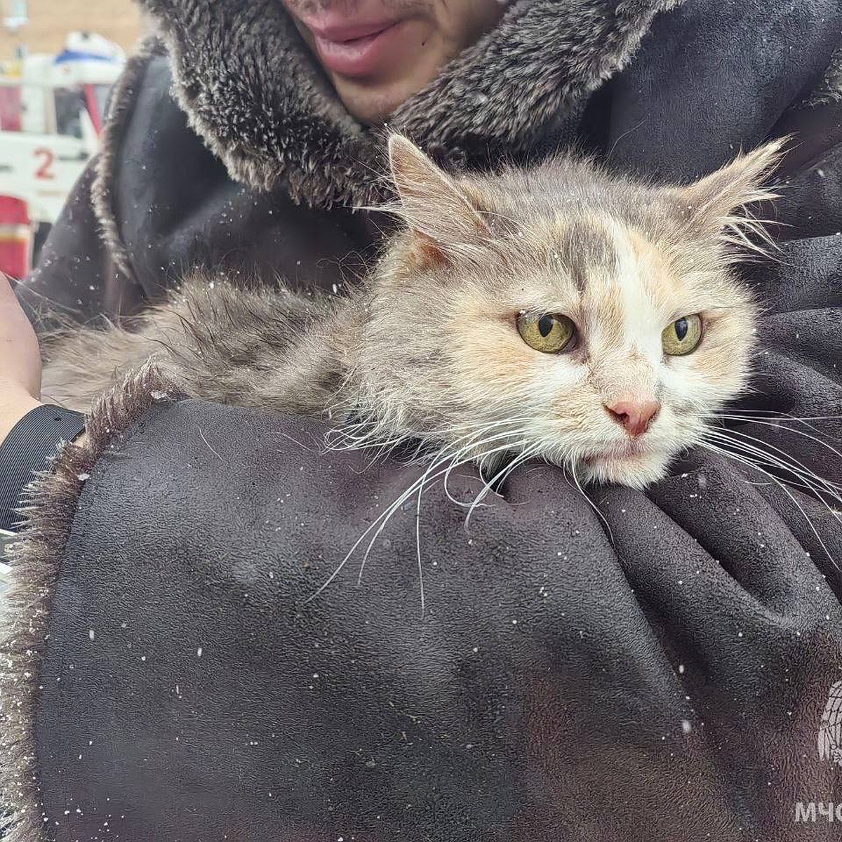 Прижалась к хозяину и смотрела вдаль: 12-летнюю кошку Фросю спасли из  горящего старинного особняка в центре Нижнего Новгорода - KP.RU