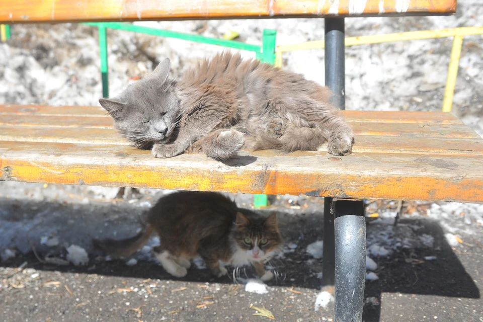 Теплу рады все жители города