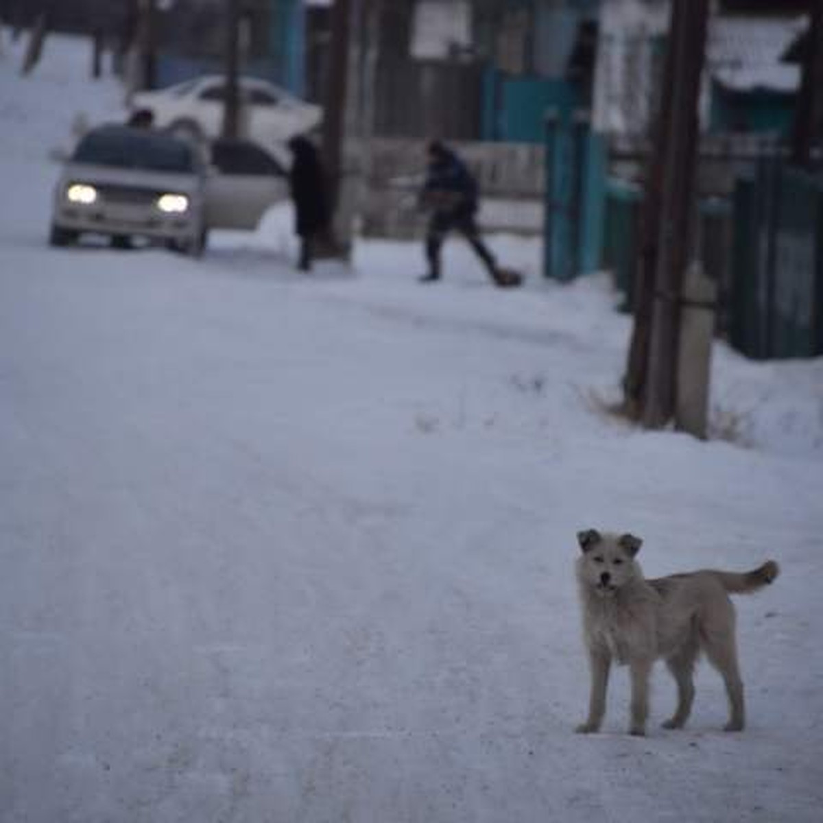 Полиция ищет живодера, который на скорости сбил собаку в Иркутском районе -  KP.RU