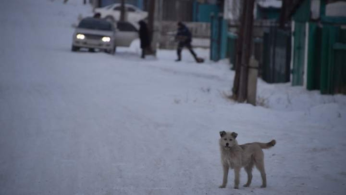 Полиция ищет живодера, который на скорости сбил собаку в Иркутском районе -  KP.RU