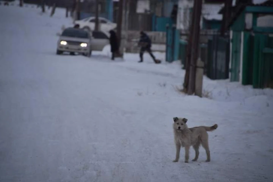Полиция ищет живодера, который на скорости сбил собаку в Иркутском районе