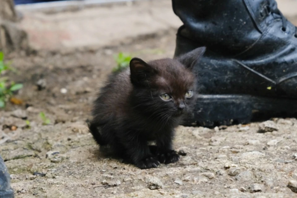 Котенок Лютик вырос в лютого охотника на мышей. Фото: Предоставлено Новосибирским отделением ОНФ