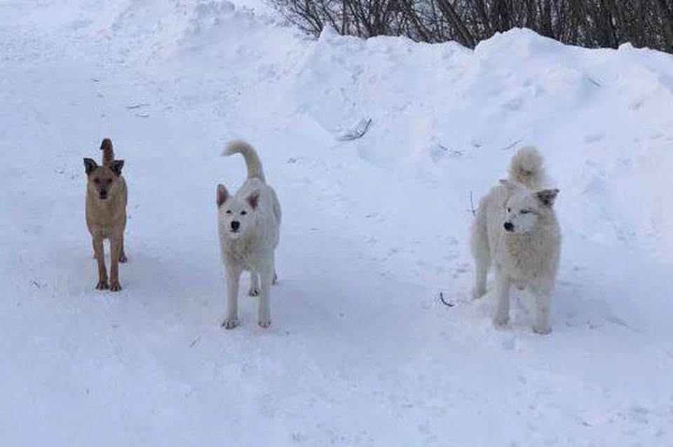 Из семи собак,, которых подкармливали в Андреевке, осталось всего три.