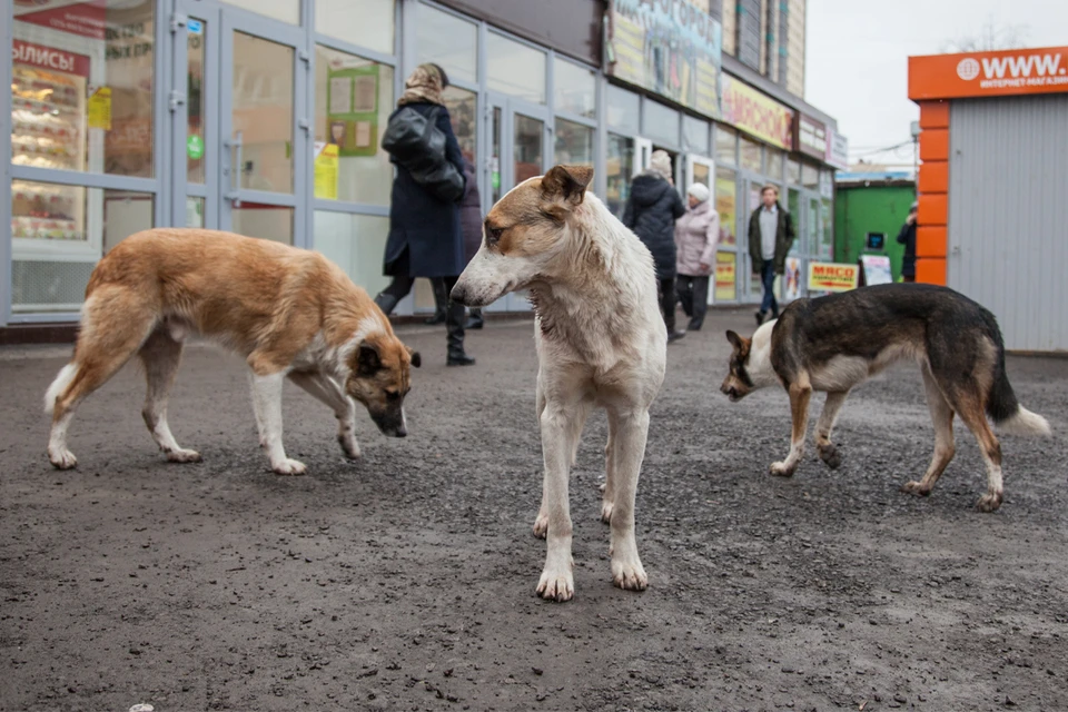 Бездомные собаки Пермь. Огромная Бродячая собака. Бездомные собаки Пермь-2. Принесите мясо тут голодные собаки название