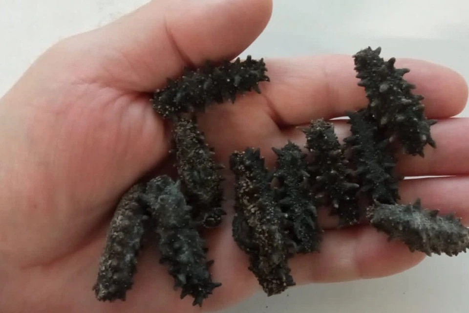 В Шереметьево таможенники изъяли 10 тонн морского огурца на 100 млн ...