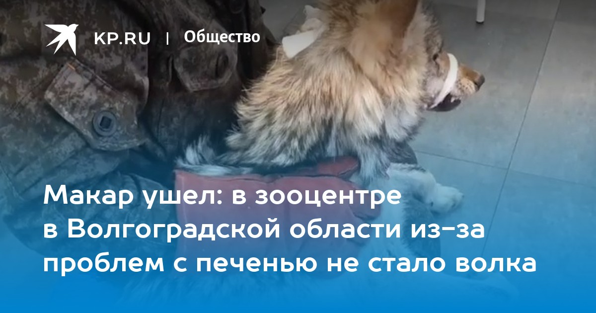 Опустынивание земель в россии. Бездомные собаки. Засуха. Жизнь бездомных животных. Животное без проблем.