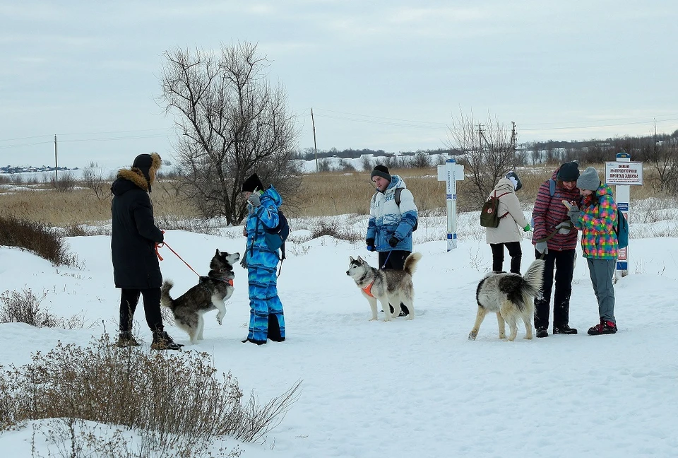 Волонтеры прошли вместе с собаками породы хаски 6 километров по заснеженному полю. Фото: Стационар для животных "ФлагманВет".