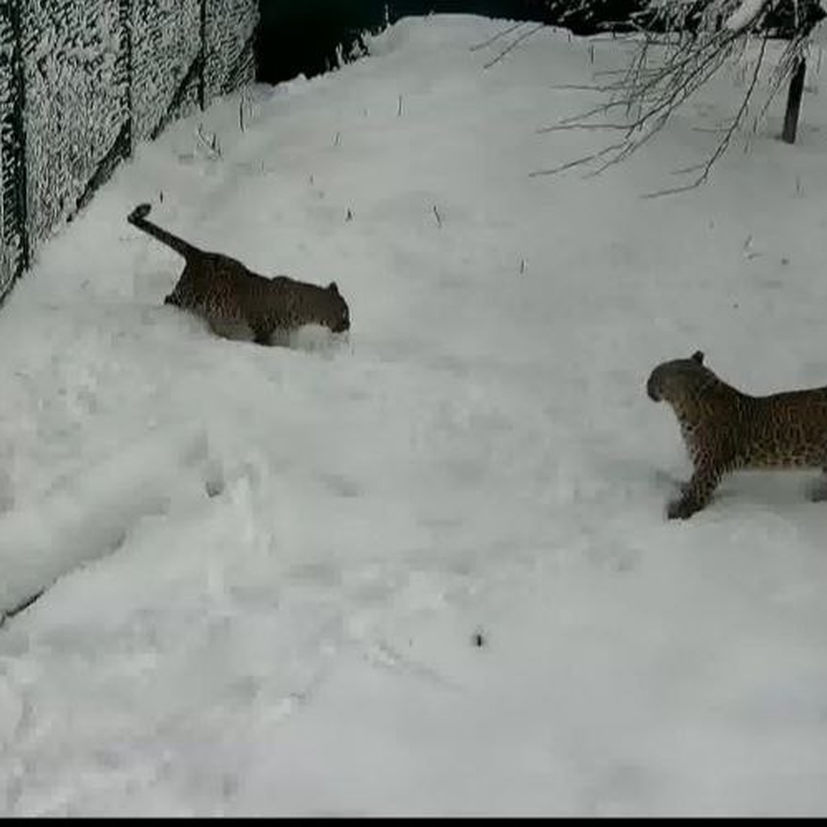 Она сделала это снова! Особенная самка леопарда Олимпия ждет второго  котенка - KP.RU