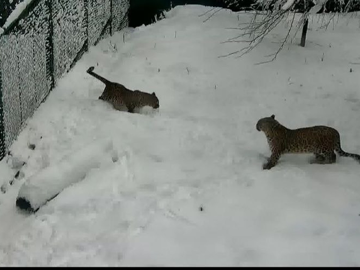 Она сделала это снова! Особенная самка леопарда Олимпия ждет второго  котенка - KP.RU