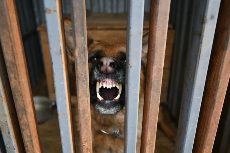 Хозяин собаки, искусавшей ребенка в Новосибирске, заплатит 50 тысяч рублей