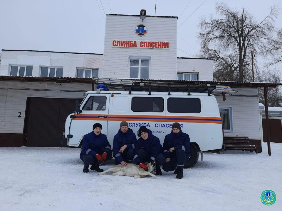 Новый внештатный сотрудник ульяновских спасателей переехала к ним из передержки. Фото телеграм-канал Управления гражданской защиты