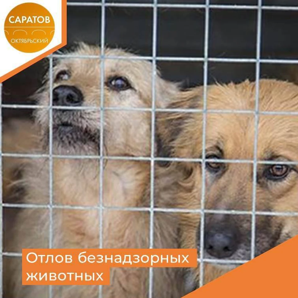 Фото: Трех бездомных собак поймали в Октябрьском районе Саратова за неделю
