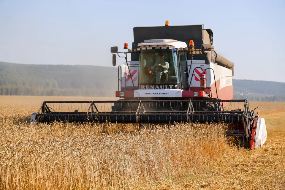 Более 400 тонн ульяновской пшеницы экспортировали в Киргизию