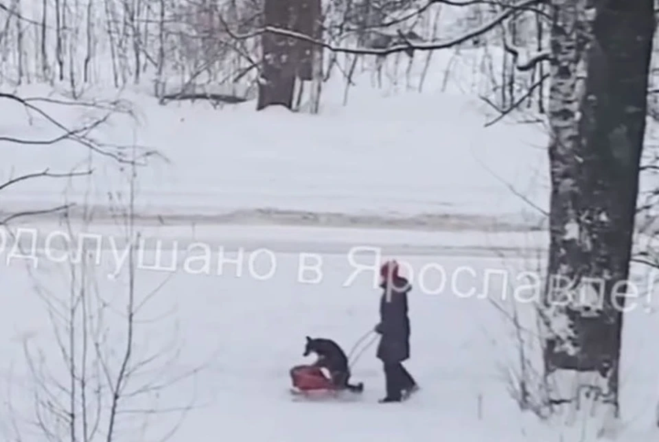 В Ярославле местная жительница выгуливает свою собаку на санках. ФОТО: группа "Подслушано в Ярославле" ВКонтакте