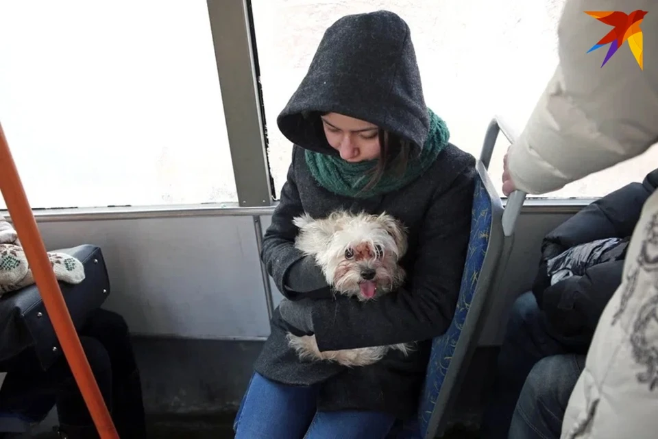 Правила перевозки собак и кошек в общественном транспорте напомнили минчанам. Снимок используется в качестве иллюстрации.