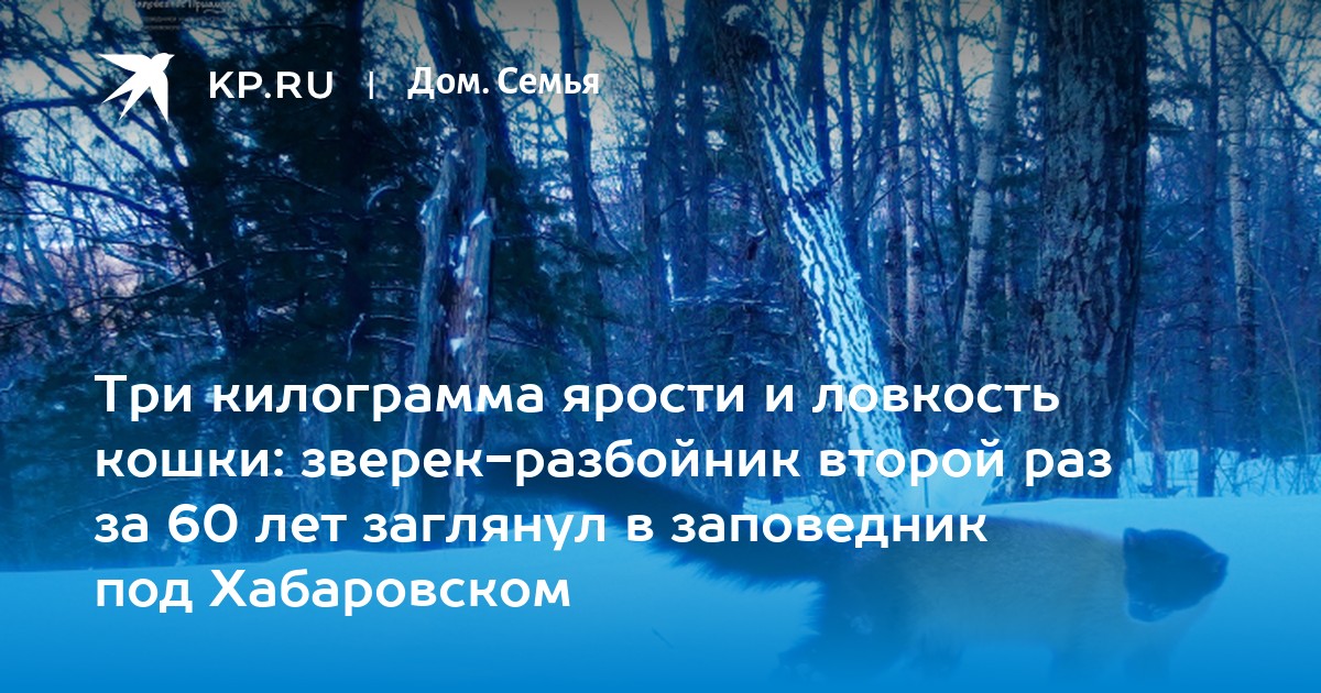 разбойники из мультиков. сказки про разбойников. банда разбойников. шестьдесят разбойников. алладин 3 король разбойников.