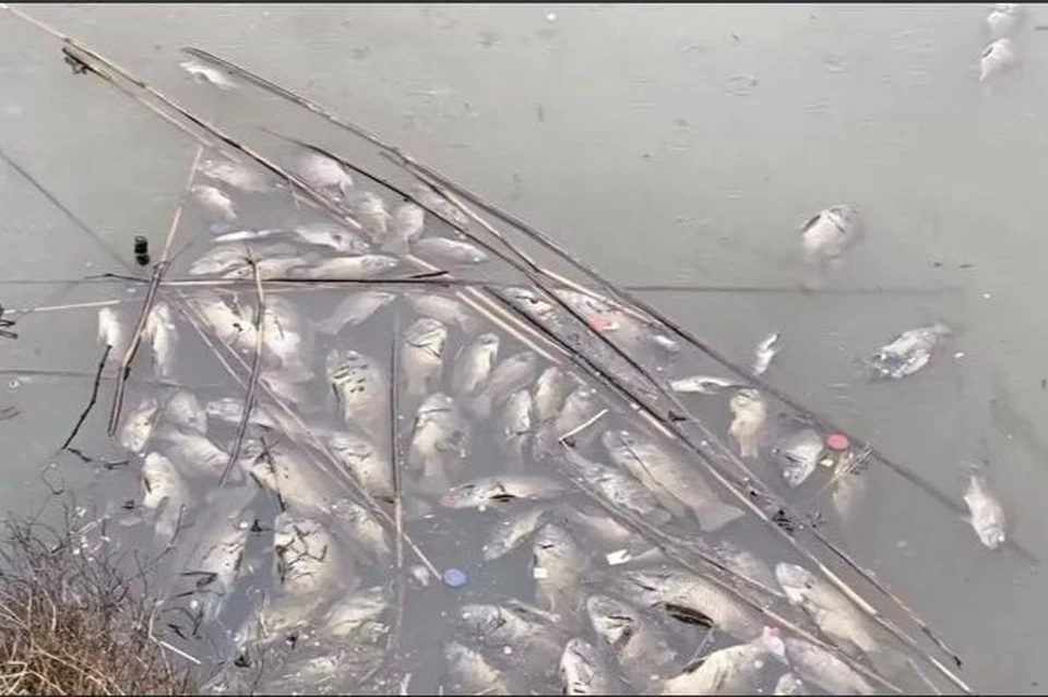 В Краснодаре назвали причину замора рыбы в Карасунских озерах Фото: t.me/dghkrd