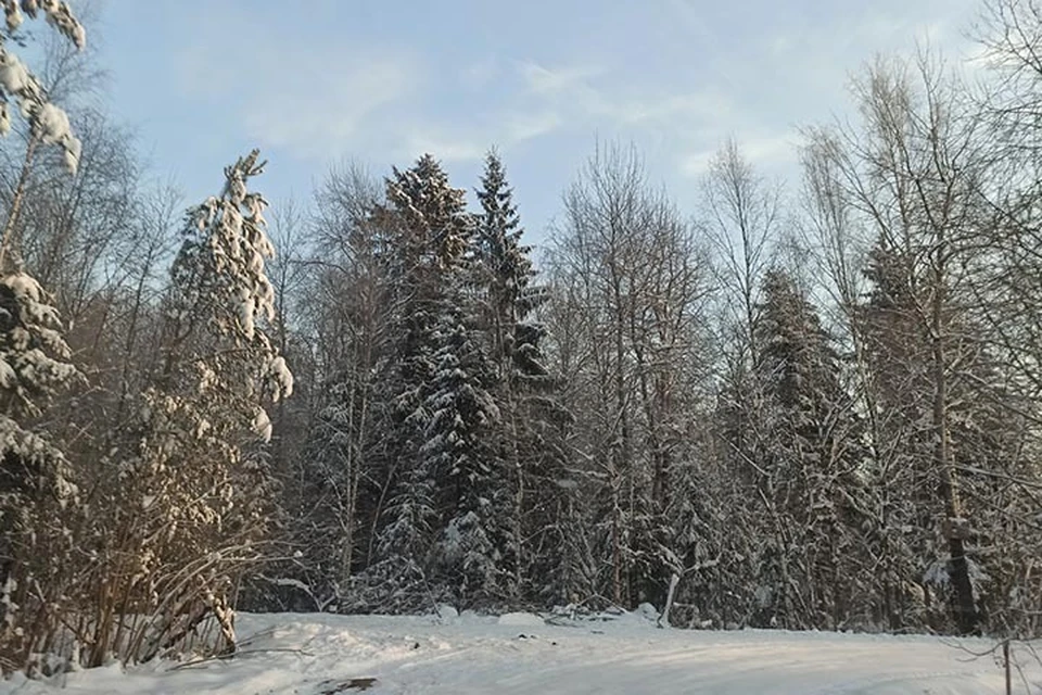 В Тверской области продолжаются работы по восстановлению лесов